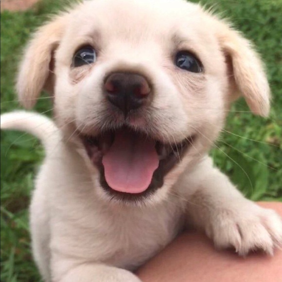 Meet your Posher, Minnie - Picture 1 of 1